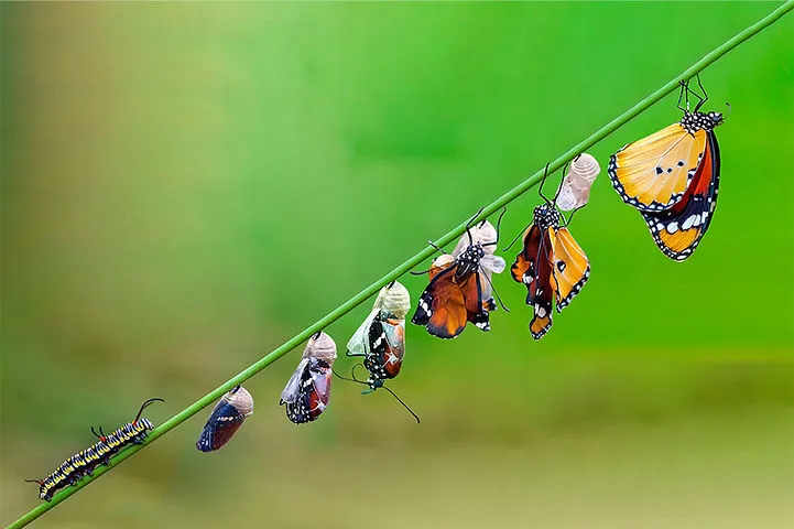 Process of a butterfly emerging from a cocoon